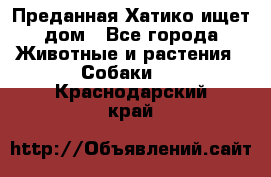 Преданная Хатико ищет дом - Все города Животные и растения » Собаки   . Краснодарский край